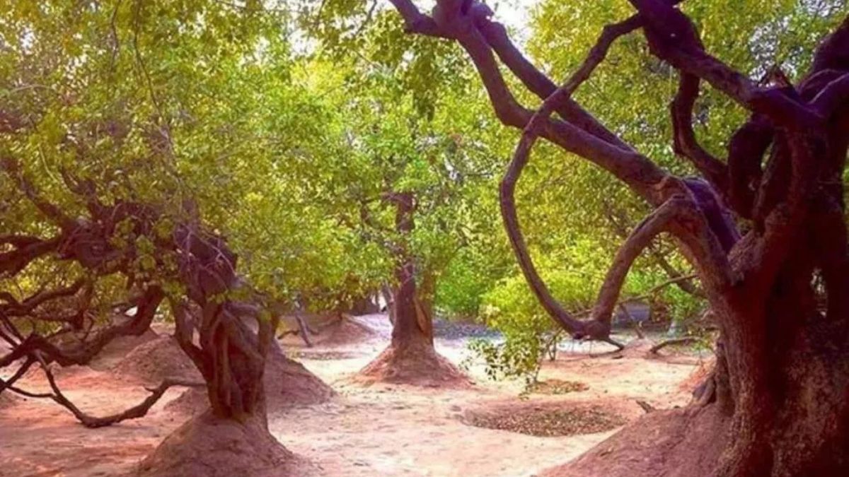 निधिवन